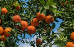 Ένα tangerines έναστρο δέντρο στο υπόβαθρο μπλε ουρανού στοκ εικόνα με δικαίωμα ελεύθερης χρήσης Ένα tangerines έναστρο δέντρο στο υπόβαθρο μπλε ουρανού στοκ εικόνα με δικαίωμα ελεύθερης χρήσης