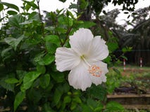Ένα άσπρο hibiscus λουλούδι στη Μαλαισία στοκ φωτογραφία με δικαίωμα ελεύθερης χρήσης Ένα άσπρο hibiscus λουλούδι στη Μαλαισία στοκ φωτογραφία με δικαίωμα ελεύθερης χρήσης