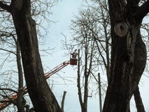 Ένα άτομο με ένα αλυσιδοπρίονο στέκεται σε μια εναέρια πλατφόρμα εργασίας στην απόσταση, μεταξύ των δέντρων Η έννοια της άνοιξης στοκ εικόνες Ένα άτομο με ένα αλυσιδοπρίονο στέκεται σε μια εναέρια πλατφόρμα εργασίας στην απόσταση, μεταξύ των δέντρων Η έννοια της άνοιξης στοκ εικόνες