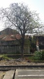 Ένα δέντρο Leaveless που εξετάζει όπως σχεδόν απολύτως το σιδηροδρομικό σταθμό στοκ φωτογραφίες Ένα δέντρο Leaveless που εξετάζει όπως σχεδόν απολύτως το σιδηροδρομικό σταθμό στοκ φωτογραφίες