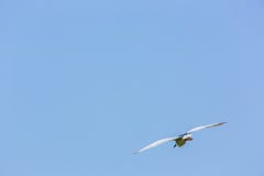 Ένα ενήλικο πουλί Nycticorax Nycticorax που πετά σε μια ηλιόλουστη ημέρα με το μπλε ουρανό στην Ταϊβάν στοκ εικόνες Ένα ενήλικο πουλί Nycticorax Nycticorax που πετά σε μια ηλιόλουστη ημέρα με το μπλε ουρανό στην Ταϊβάν στοκ εικόνες