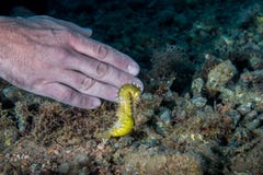 Ένα κίτρινο θηλυκό κοινό Seahorse (ιππόκαμπος Taeniopterus) πάλι στοκ εικόνες Ένα κίτρινο θηλυκό κοινό Seahorse (ιππόκαμπος Taeniopterus) πάλι στοκ εικόνες