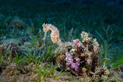 Ένα κίτρινο θηλυκό κοινό Seahorse (ιππόκαμπος Taeniopterus) στο θόριο στοκ εικόνες με δικαίωμα ελεύθερης χρήσης Ένα κίτρινο θηλυκό κοινό Seahorse (ιππόκαμπος Taeniopterus) στο θόριο στοκ εικόνες με δικαίωμα ελεύθερης χρήσης