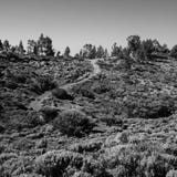 Ένα κατσαρωμένο ίχνος μέσω της αγριότητας Teide υποστηριγμάτων στοκ εικόνα Ένα κατσαρωμένο ίχνος μέσω της αγριότητας Teide υποστηριγμάτων στοκ εικόνα