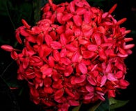 Ένα κόκκινο λουλούδι hydrangea με πολλά μικρά λουλούδια κάθεται δίπλα-δίπλα στοκ εικόνες Ένα κόκκινο λουλούδι hydrangea με πολλά μικρά λουλούδια κάθεται δίπλα-δίπλα στοκ εικόνες