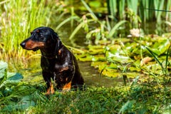 Ένα μαύρο υγρό σκυλί dachshund που ξεπερνά τη λίμνη με τους κρίνους νερού στοκ εικόνες με δικαίωμα ελεύθερης χρήσης Ένα μαύρο υγρό σκυλί dachshund που ξεπερνά τη λίμνη με τους κρίνους νερού στοκ εικόνες με δικαίωμα ελεύθερης χρήσης