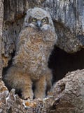 Ένα μεγάλο κερασφόρο Owlet που στέκεται στη φωλιά στοκ εικόνα Ένα μεγάλο κερασφόρο Owlet που στέκεται στη φωλιά στοκ εικόνα