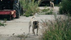Ένα μεγάλο σκυλί αποφλοιώνει υπαίθρια Το επιθετικό σκυλί προστατεύει την ιδιοκτησία και τους φλοιούς στο ναυπηγείο απόθεμα βίντεο Ένα μεγάλο σκυλί αποφλοιώνει υπαίθρια Το επιθετικό σκυλί προστατεύει την ιδιοκτησία και τους φλοιούς στο ναυπηγείο απόθεμα βίντεο