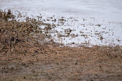 Ένα μεγαλύτερο πουλί Yellowlegs που ψάχνει τα τρόφιμα σε μια λίμνη στοκ εικόνα με δικαίωμα ελεύθερης χρήσης Ένα μεγαλύτερο πουλί Yellowlegs που ψάχνει τα τρόφιμα σε μια λίμνη στοκ εικόνα με δικαίωμα ελεύθερης χρήσης
