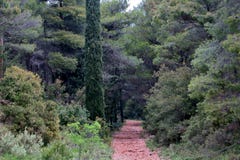 Ένα μυθικό δάσος με τα μεγάλα πράσινα δέντρα στη θαυμάσια Ευρώπη στοκ φωτογραφία με δικαίωμα ελεύθερης χρήσης Ένα μυθικό δάσος με τα μεγάλα πράσινα δέντρα στη θαυμάσια Ευρώπη στοκ φωτογραφία με δικαίωμα ελεύθερης χρήσης