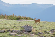 Ένα νέο ελάφι Buck με τα νέα ελαφόκερες που τρέχουν σε ένα αλπικό λιβάδι μια θερινή ημέρα στο δύσκολο εθνικό πάρκο βουνών στο Κολ στοκ φωτογραφία Ένα νέο ελάφι Buck με τα νέα ελαφόκερες που τρέχουν σε ένα αλπικό λιβάδι μια θερινή ημέρα στο δύσκολο εθνικό πάρκο βουνών στο Κολ στοκ φωτογραφία