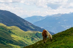 Ένα να ταΐσει αλόγων palomino με την πλευρά ενός βουνού κατά τη διάρκεια του SUMM στοκ φωτογραφίες Ένα να ταΐσει αλόγων palomino με την πλευρά ενός βουνού κατά τη διάρκεια του SUMM στοκ φωτογραφίες