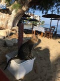 Ένα περίεργο βλέμμα στη γάτα στην ακτή στοκ εικόνα με δικαίωμα ελεύθερης χρήσης Ένα περίεργο βλέμμα στη γάτα στην ακτή στοκ εικόνα με δικαίωμα ελεύθερης χρήσης