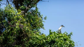 Ένα πουλί Nycticorax Nycticorax, μαύρος-που στέφεται τον ερωδιό νύχτας στα δέντρα στοκ φωτογραφία με δικαίωμα ελεύθερης χρήσης Ένα πουλί Nycticorax Nycticorax, μαύρος-που στέφεται τον ερωδιό νύχτας στα δέντρα στοκ φωτογραφία με δικαίωμα ελεύθερης χρήσης