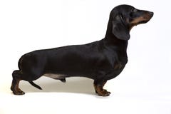 Ένα σκυλί της φυλής dachshund, ο Μαύρος, στάση που απομονώνεται στο άσπρο υπ στοκ φωτογραφία με δικαίωμα ελεύθερης χρήσης Ένα σκυλί της φυλής dachshund, ο Μαύρος, στάση που απομονώνεται στο άσπρο υπ στοκ φωτογραφία με δικαίωμα ελεύθερης χρήσης
