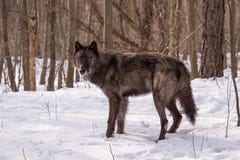 Ένα σύνολο - άποψη ενός Tundra λύκου που στέκεται στο χιονώδες δάσος στοκ φωτογραφία με δικαίωμα ελεύθερης χρήσης Ένα σύνολο - άποψη ενός Tundra λύκου που στέκεται στο χιονώδες δάσος στοκ φωτογραφία με δικαίωμα ελεύθερης χρήσης