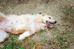 Ένα φιλικό σκυλί βρίσκεται στο έδαφος με την κοιλιά του επάνω στοκ φωτογραφίες Ένα φιλικό σκυλί βρίσκεται στο έδαφος με την κοιλιά του επάνω στοκ φωτογραφίες