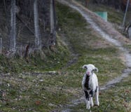 Ένα χαμÎνο αÏνί που ψάχνει για τους γονείς του στοκ φωτογραφίες Ένα χαμÎνο αÏνί που ψάχνει για τους γονείς του στοκ φωτογραφίες