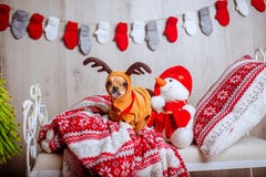Ένα χαριτωμένο chihuahua σε ένα κοστούμι ταράνδων με τα μεγάλα μάτια στοκ εικόνα Ένα χαριτωμένο chihuahua σε ένα κοστούμι ταράνδων με τα μεγάλα μάτια στοκ εικόνα