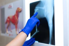 Ένας επαγγελματικός ακτινολόγος γιατρών με τα γάντια εξετάζει μια εικόνα ακτίνας X στο υπόβαθρο ενός negatoscope που παρουσιάζει στοκ φωτογραφίες Ένας επαγγελματικός ακτινολόγος γιατρών με τα γάντια εξετάζει μια εικόνα ακτίνας X στο υπόβαθρο ενός negatoscope που παρουσιάζει στοκ φωτογραφίες