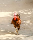 Ένας κόκκορας που περιπλανιέται το αγρόκτημα στοκ φωτογραφία με δικαίωμα ελεύθερης χρήσης Ένας κόκκορας που περιπλανιέται το αγρόκτημα στοκ φωτογραφία με δικαίωμα ελεύθερης χρήσης