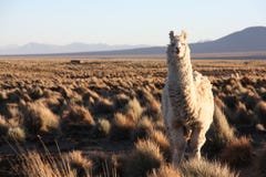 Ένας λάμα εξετάζει το φακό στο Altiplano στη Βολιβία στοκ εικόνες με δικαίωμα ελεύθερης χρήσης Ένας λάμα εξετάζει το φακό στο Altiplano στη Βολιβία στοκ εικόνες με δικαίωμα ελεύθερης χρήσης