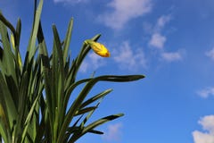 Ένας νάρκισσος Daffodil έτοιμο να ανθίσει την άνοιξη στοκ φωτογραφία Ένας νάρκισσος Daffodil έτοιμο να ανθίσει την άνοιξη στοκ φωτογραφία