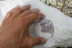 Ένας παλαιοντολόγος εξετάζει τα απολιθώματα Τεθωρακισμένο των αρχαίων αμφιβίων στην πέτρα στοκ εικόνες με δικαίωμα ελεύθερης χρήσης Ένας παλαιοντολόγος εξετάζει τα απολιθώματα Τεθωρακισμένο των αρχαίων αμφιβίων στην πέτρα στοκ εικόνες με δικαίωμα ελεύθερης χρήσης