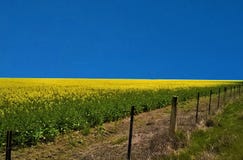 Ένας φωτεινός κίτρινος τομέας Canola στοκ φωτογραφίες Ένας φωτεινός κίτρινος τομέας Canola στοκ φωτογραφίες