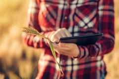 Έξυπνη καλλιέργεια, χρησιμοποιώντας τις σύγχρονες τεχνολογίες στη γεωργία στοκ εικόνες Έξυπνη καλλιέργεια, χρησιμοποιώντας τις σύγχρονες τεχνολογίες στη γεωργία στοκ εικόνες
