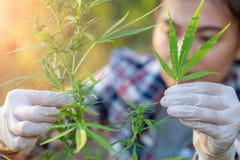 Έρευνα καννάβεων, καλλιέργεια του sativa, ανθίζοντας φυτού καννάβεων καννάβεων μαριχουάνα ως νομικό ιατρικό φάρμακο, χορτάρι, έτο στοκ φωτογραφία Έρευνα καννάβεων, καλλιέργεια του sativa, ανθίζοντας φυτού καννάβεων καννάβεων μαριχουάνα ως νομικό ιατρικό φάρμακο, χορτάρι, έτο στοκ φωτογραφία