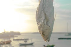 Ήλιος, πρωί υποβάθρου ψαριών θάλασσας στοκ φωτογραφία Ήλιος, πρωί υποβάθρου ψαριών θάλασσας στοκ φωτογραφία