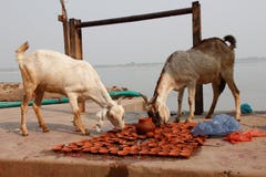 Αίγες που τρώνε τις προσφορές στο Varanasi/την Ινδία στοκ φωτογραφία με δικαίωμα ελεύθερης χρήσης Αίγες που τρώνε τις προσφορές στο Varanasi/την Ινδία στοκ φωτογραφία με δικαίωμα ελεύθερης χρήσης