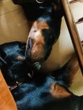 Αγάπη doberman: Πατέρας και γιος στοκ φωτογραφία Αγάπη doberman: Πατέρας και γιος στοκ φωτογραφία