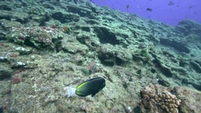 Ακανθωτός αστακός Socorro στο βράχο λεβήτων EL κοντά στο νησί Sanbenedicto από το αρχιπέλαγος Revillagigedo απόθεμα βίντεο Ακανθωτός αστακός Socorro στο βράχο λεβήτων EL κοντά στο νησί Sanbenedicto από το αρχιπέλαγος Revillagigedo απόθεμα βίντεο
