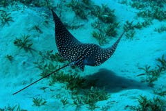 ακτίνα narinari αετών aetobatus που επισ&e στοκ φωτογραφίες με δικαίωμα ελεύθερης χρήσης ακτίνα narinari αετών aetobatus που επισ&e στοκ φωτογραφίες με δικαίωμα ελεύθερης χρήσης