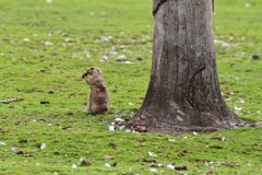 Αλπική μαρμότα, marmota marmota, στο ζωολογικό κήπο στοκ εικόνες Αλπική μαρμότα, marmota marmota, στο ζωολογικό κήπο στοκ εικόνες