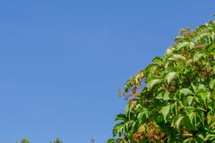 Αλσύλλια των άγριων σταφυλιών ενάντια στον μπλε θερινό ουρανό το πρωί Φυσικό υπόβαθρο των πράσινων φύλλων στοκ εικόνες με δικαίωμα ελεύθερης χρήσης Αλσύλλια των άγριων σταφυλιών ενάντια στον μπλε θερινό ουρανό το πρωί Φυσικό υπόβαθρο των πράσινων φύλλων στοκ εικόνες με δικαίωμα ελεύθερης χρήσης