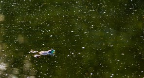 Αμερικανικό Bullfrog που επιπλέει σε μια σκοτεινή πράσινη λίμνη στοκ φωτογραφίες Αμερικανικό Bullfrog που επιπλέει σε μια σκοτεινή πράσινη λίμνη στοκ φωτογραφίες