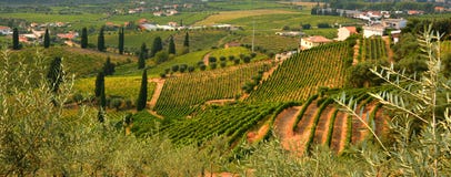 Αμπελώνας στο πέσο DA Regua στην περιοχή κρασιού Alto Douro, της Πορτογαλίας στοκ εικόνες Αμπελώνας στο πέσο DA Regua στην περιοχή κρασιού Alto Douro, της Πορτογαλίας στοκ εικόνες