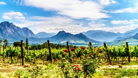Αμπελώνες του ακρωτηρίου Winelands στην κοιλάδα Franschhoek στο δυτικό ακρωτήριο της Νότιας Αφρικής στοκ φωτογραφία με δικαίωμα ελεύθερης χρήσης Αμπελώνες του ακρωτηρίου Winelands στην κοιλάδα Franschhoek στο δυτικό ακρωτήριο της Νότιας Αφρικής στοκ φωτογραφία με δικαίωμα ελεύθερης χρήσης