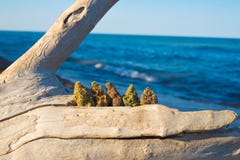 Ανάμεικτοι οφθαλμοί μαριχουάνα καννάβεων ιατρικοί ενάντια στον ωκεανό και το blu στοκ φωτογραφία με δικαίωμα ελεύθερης χρήσης Ανάμεικτοι οφθαλμοί μαριχουάνα καννάβεων ιατρικοί ενάντια στον ωκεανό και το blu στοκ φωτογραφία με δικαίωμα ελεύθερης χρήσης
