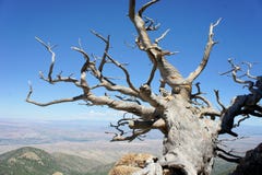 Ανάπτυξη δέντρων σε ένα δύσκολο βουνό στοκ φωτογραφία με δικαίωμα ελεύθερης χρήσης Ανάπτυξη δέντρων σε ένα δύσκολο βουνό στοκ φωτογραφία με δικαίωμα ελεύθερης χρήσης
