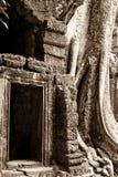 Ανάπτυξη δέντρων στο ναό Angkor Wat στοκ εικόνα με δικαίωμα ελεύθερης χρήσης Ανάπτυξη δέντρων στο ναό Angkor Wat στοκ εικόνα με δικαίωμα ελεύθερης χρήσης