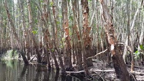 Ανακαλύψτε το δάσος Melaleuca με τη βάρκα απόθεμα βίντεο Ανακαλύψτε το δάσος Melaleuca με τη βάρκα απόθεμα βίντεο