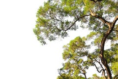 ανασκόπησης διανυσματικό λευκό δέντρων απεικόνισης απομονωμένο εικόνα Πλαίσιο δέντρων κλάδων στοκ εικόνες με δικαίωμα ελεύθερης χρήσης ανασκόπησης διανυσματικό λευκό δέντρων απεικόνισης απομονωμένο εικόνα Πλαίσιο δέντρων κλάδων στοκ εικόνες με δικαίωμα ελεύθερης χρήσης