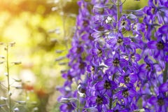 Ανθίζοντας delphinium στον τομέα στοκ εικόνες με δικαίωμα ελεύθερης χρήσης Ανθίζοντας delphinium στον τομέα στοκ εικόνες με δικαίωμα ελεύθερης χρήσης