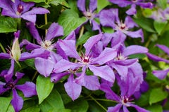 Ανθίζοντας θάμνος των πορφυρών clematis στοκ φωτογραφία με δικαίωμα ελεύθερης χρήσης Ανθίζοντας θάμνος των πορφυρών clematis στοκ φωτογραφία με δικαίωμα ελεύθερης χρήσης