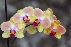 Ανθίζοντας κλάδος του phalaenopsis ορχιδεών στοκ εικόνα με δικαίωμα ελεύθερης χρήσης Ανθίζοντας κλάδος του phalaenopsis ορχιδεών στοκ εικόνα με δικαίωμα ελεύθερης χρήσης