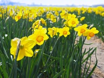 Ανθίζοντας κίτρινα daffodils στοκ φωτογραφία με δικαίωμα ελεύθερης χρήσης Ανθίζοντας κίτρινα daffodils στοκ φωτογραφία με δικαίωμα ελεύθερης χρήσης